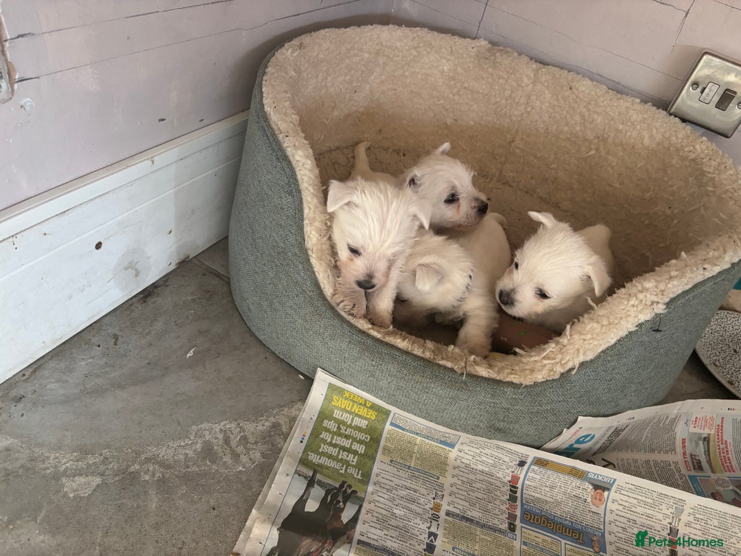 West Highland Terrier dogs for sale: KC reg west highland pups for sale  - Advert 4