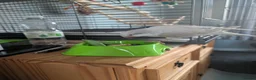 Parakeets birds for sale: Quaker  - Advert 3