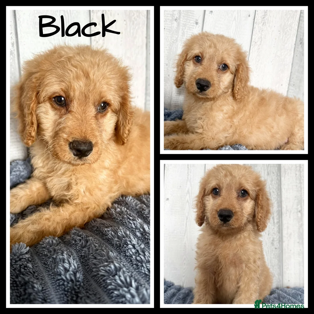 Mixed Breed dogs for sale:  🐾 READY NOW 13 Weeks Cavapoochon Puppies 🐾 - Advert 37
