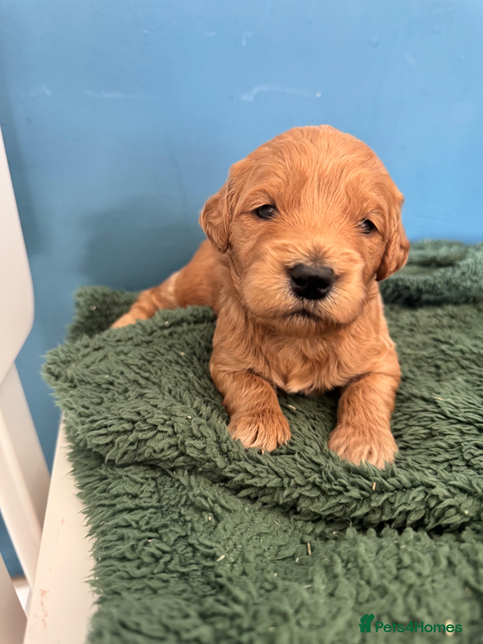 Mini Goldendoodle dogs Fantastic Miniature Goldendoodles  - Advert 1