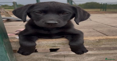 Labrador Retriever dogs - Advert 2
