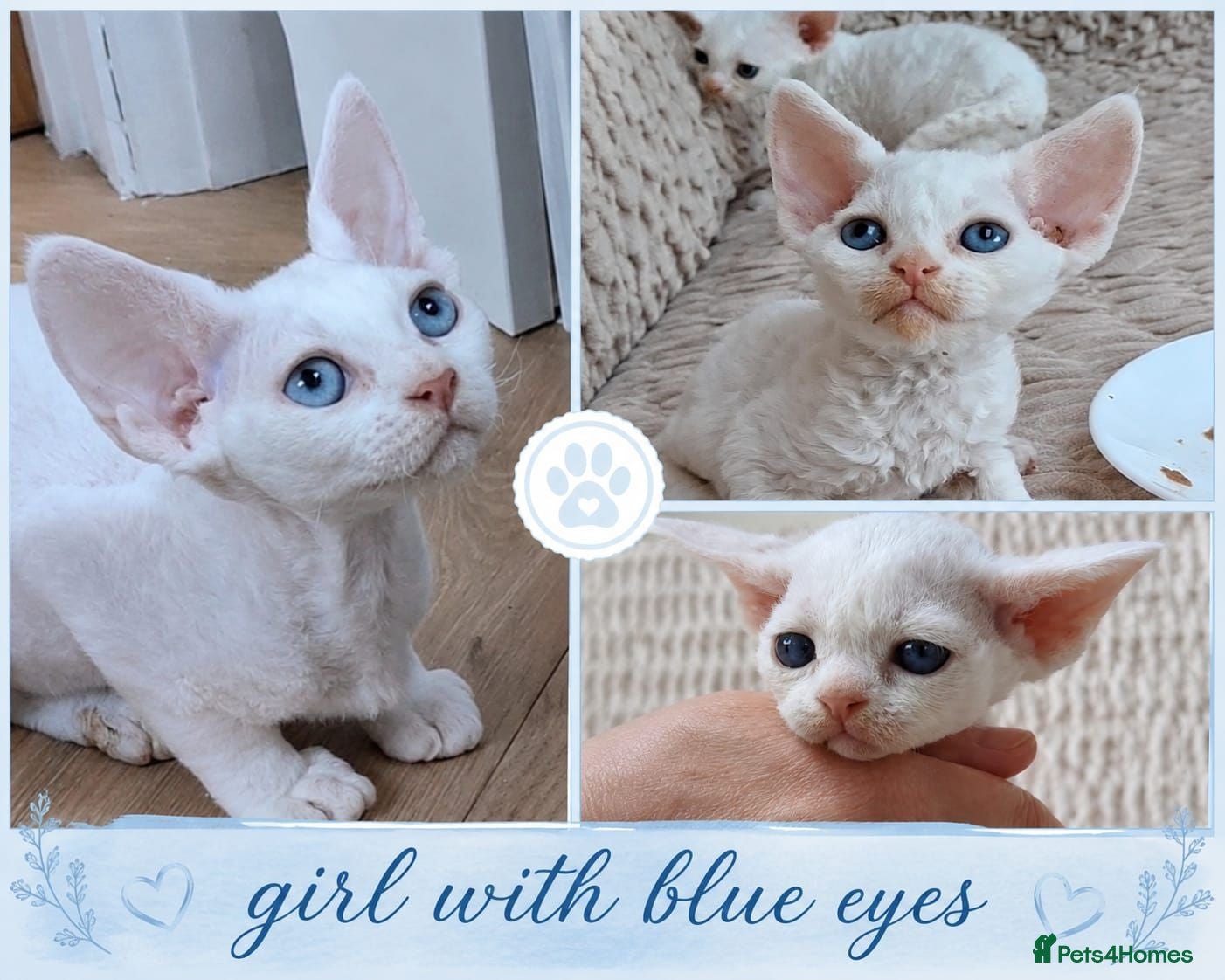 Devon Rex cats  FIFE registered Devon Rex – Spayed! Ready Now - Advert 1