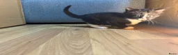 Korat cats for sale: 2 beautiful kittens for sale!!! - Advert 3