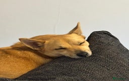 Mixed Breed dogs for sale: Hi im russell - Image 3