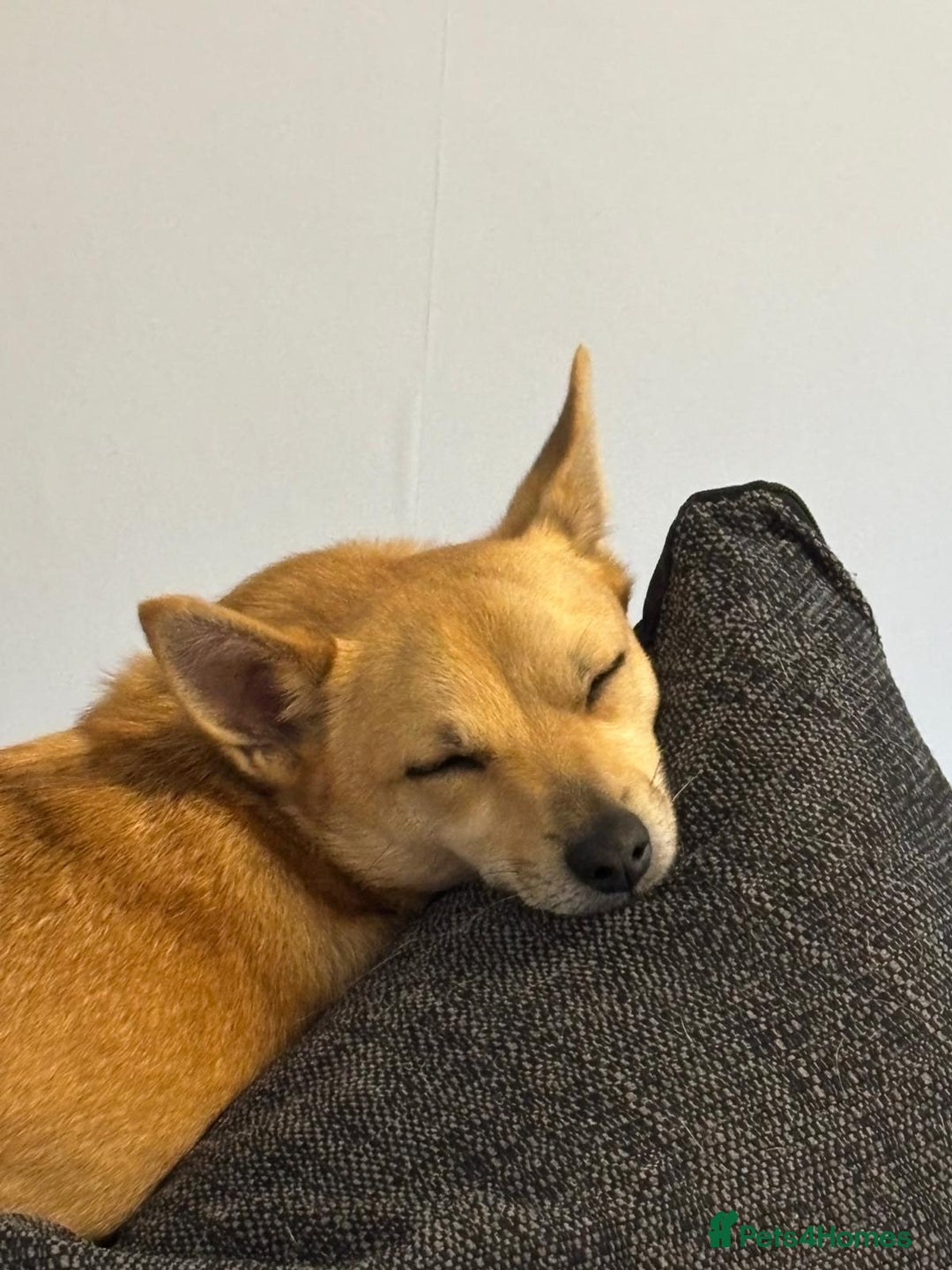 Mixed Breed dogs for sale: Hi im russell - Image 3