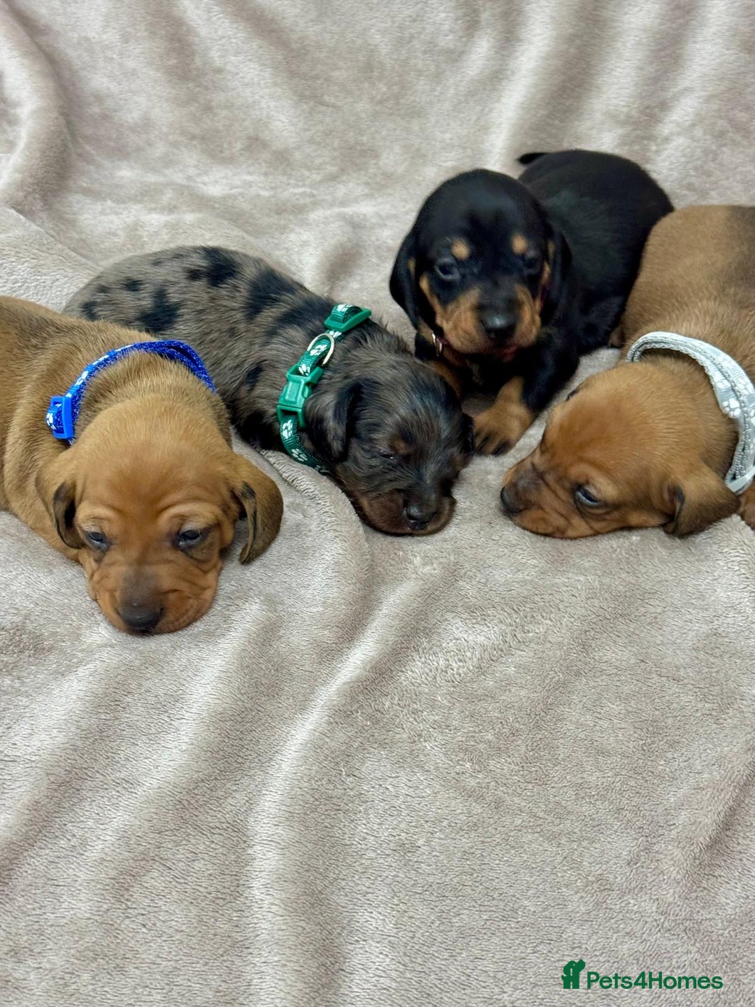 Miniature Dachshund dogs for sale: Beautiful miniature dachshund litter - Advert 4