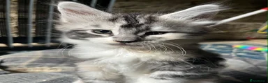 Maine Coon 2