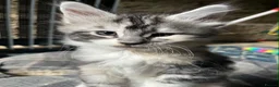 Maine Coon cats for sale: Pair of Maine Coon kittens from Registered parents - Advert 9