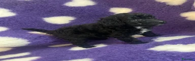 Cockapoo 5
