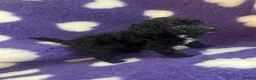 Cockapoo dogs for sale: Beautiful cockapoo puppies  - Advert 3