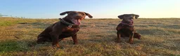 Dobermann dogs for sale: Dobermann puppies - Advert 3
