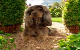 Cocker Spaniel dogs for stud: stunning chocolate and tan show cocker  stud in Doncaster - Image 3