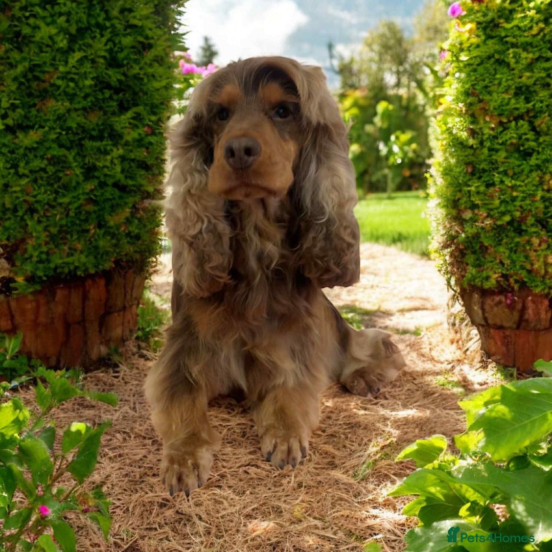 Cocker Spaniel dogs for stud: stunning chocolate and tan show cocker  stud in Doncaster - Image 3