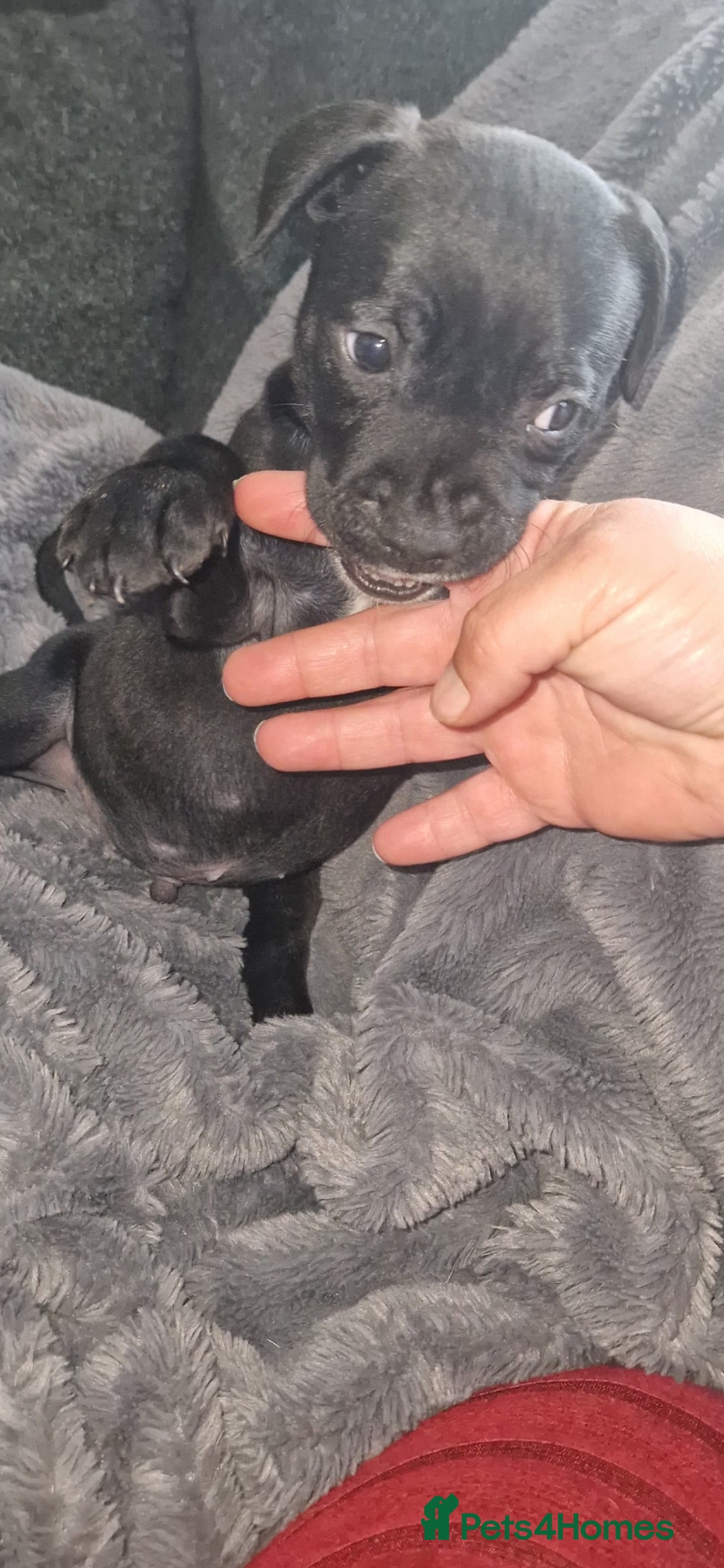 Mixed Breed dogs for sale: Ready to go  - Image 7