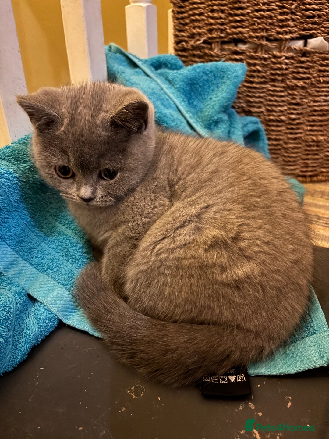 British Shorthair cats for sale: British shorthair kittens for sale - Advert 5
