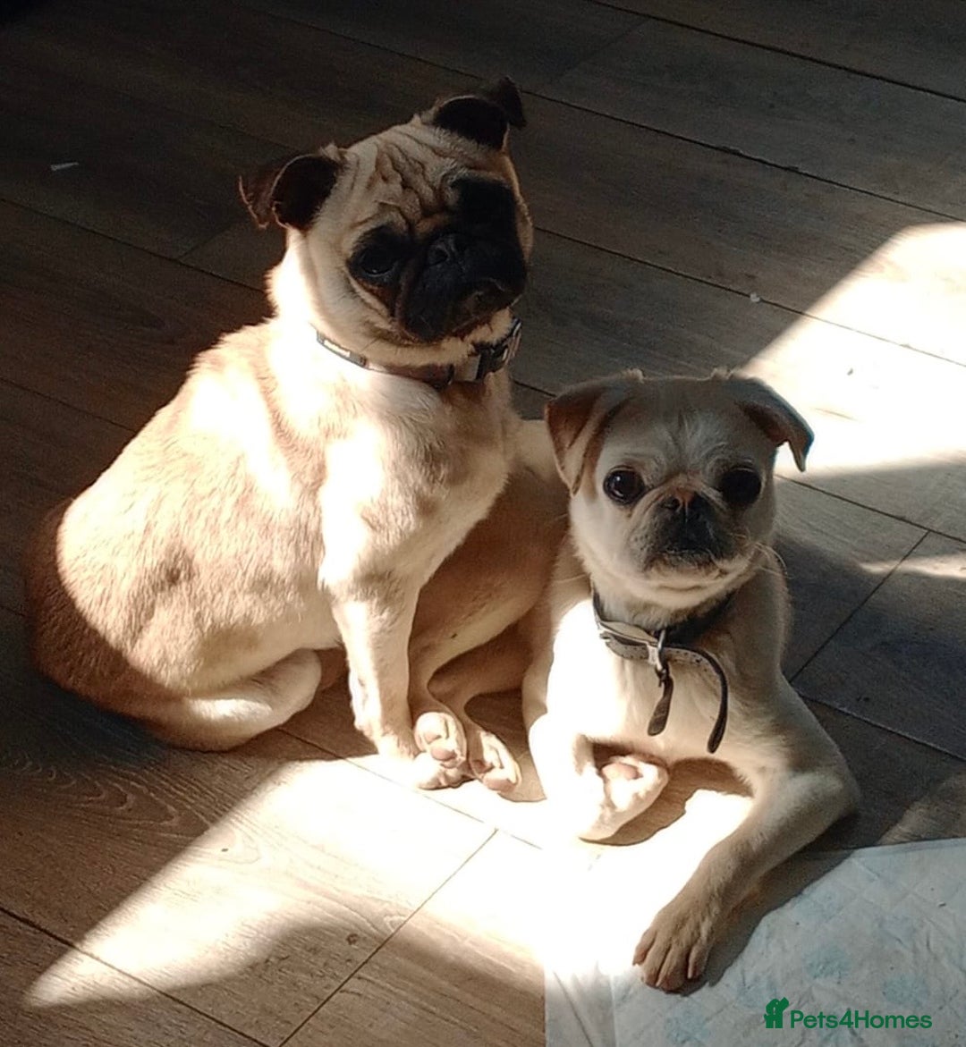 Pug dogs for sale: Sad sad sale 1 year old pug bitch  - Advert 8