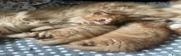 Maine Coon cats for sale: Stunning Mainecoon Kittens - Advert 18