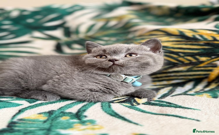 British Shorthair cats - Advert 1