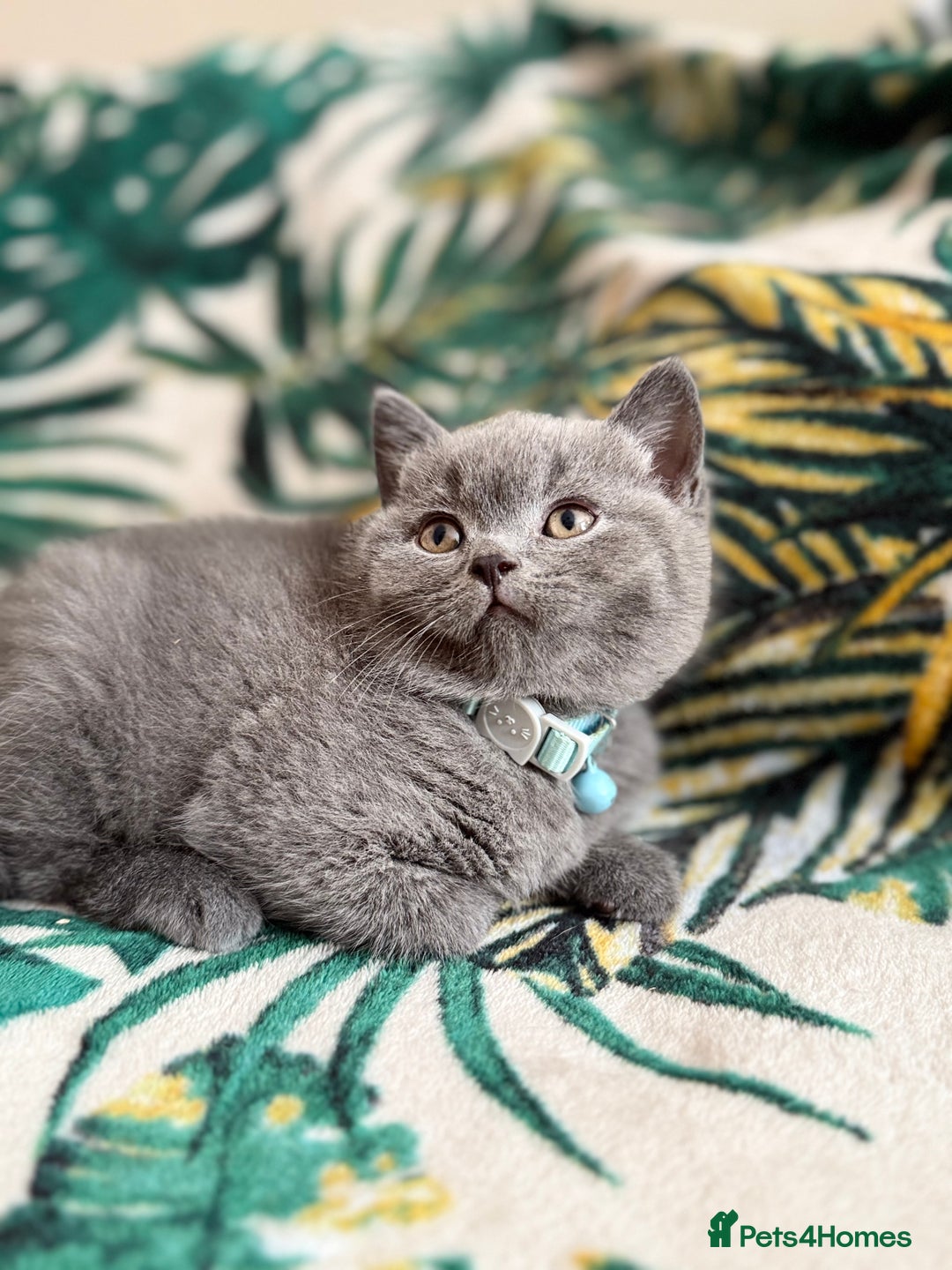 British Shorthair cats for sale: Healthy British shorthair kittens - Image 1