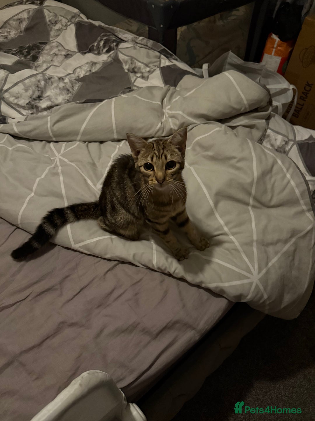 British Shorthair cats for sale: Taz & Tigger  - Advert 3