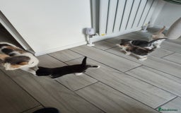 Mixed Breed cats for sale: 2 Male Kittens  - Image 11