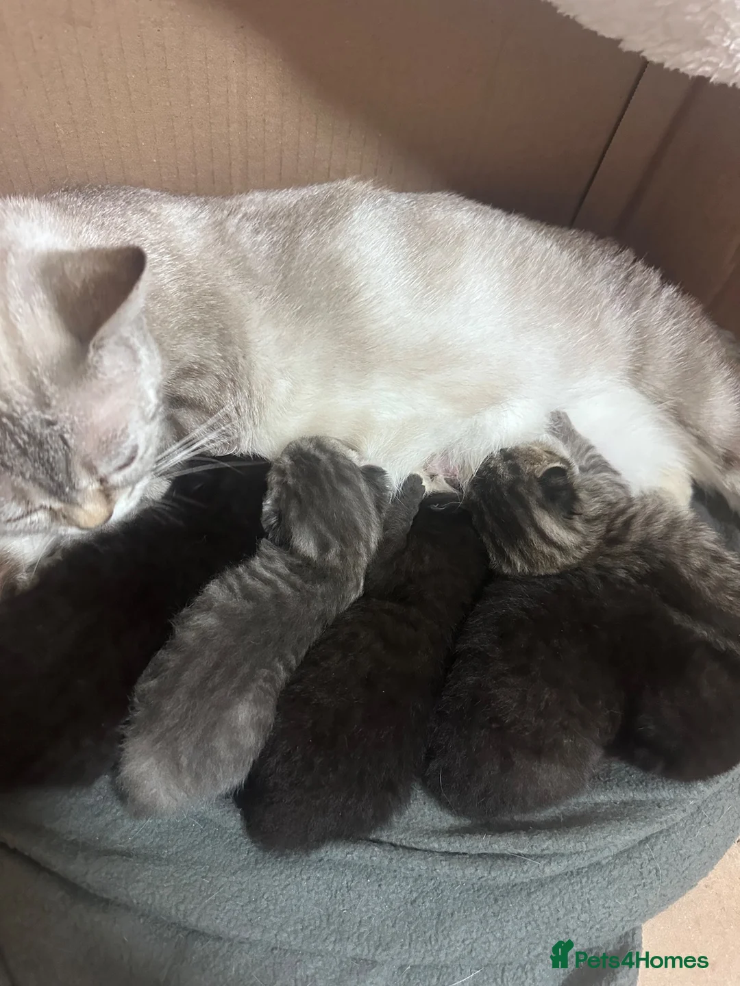 British Shorthair cats for sale: Gorgeous CHUNKY BSH kittens  in Birmingham - Advert 1