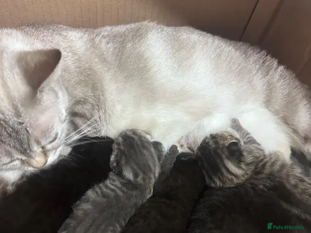 British Shorthair cats for sale: Gorgeous CHUNKY BSH kittens - Advert 1