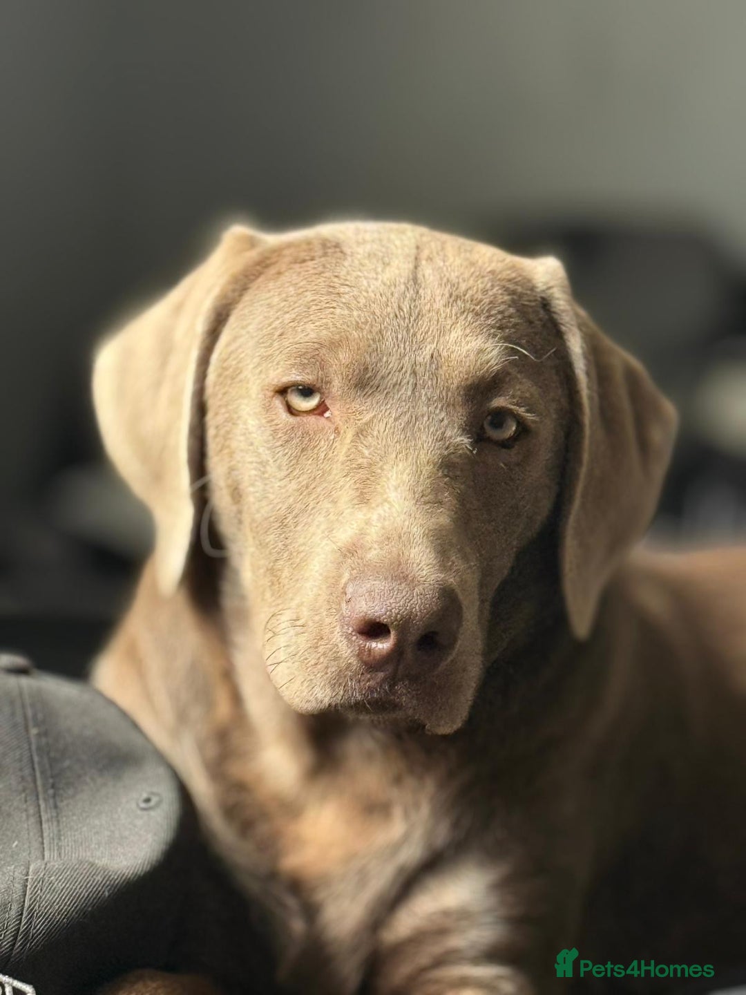 Labrador Retriever dogs for sale: Beautiful silver Labrador  - Image 3