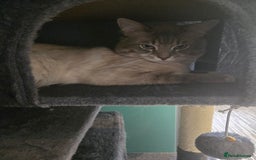 Ragdoll cats for sale: Purebred Ragdoll kittens, blue, seal, Lynx mitted - Image 17
