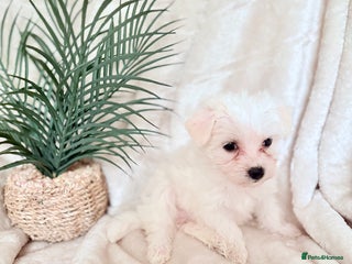 Morkie dogs - Advert 1