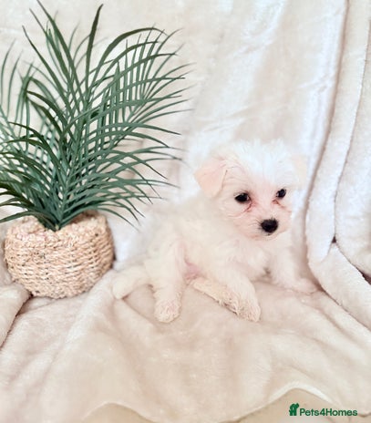 Morkie dogs - Advert 1