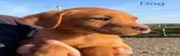 Labrador Retriever dogs for sale: 3 dogs available. KC Reg. Health Tested Parents.  - Advert 10