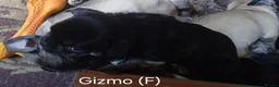 Frug dogs for sale: Frug puppies in Stoke-on-Trent - Advert 7