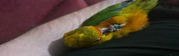 Conures birds for sale: 10 Week old silly tame male Sun Conure, ready  - Advert 14