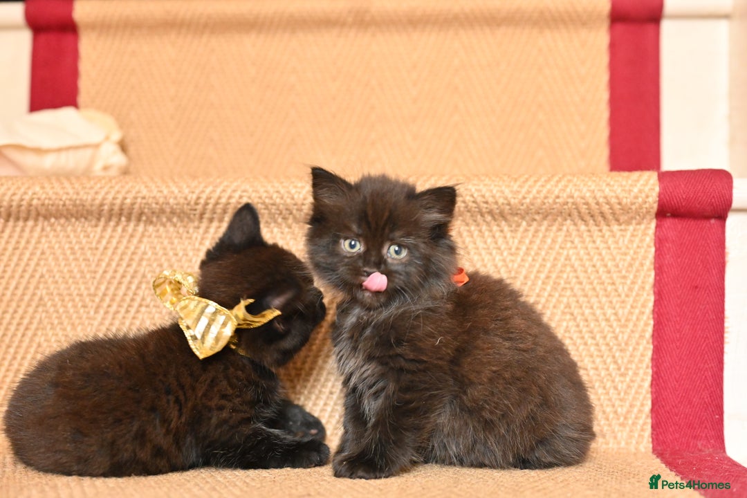 British Shorthair cats for sale: British Shorthair x Persian Kittens Available Now! - Advert 15