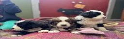 Bernedoodle dogs for sale: F1 Bernedoodle Puppies  - Advert 4