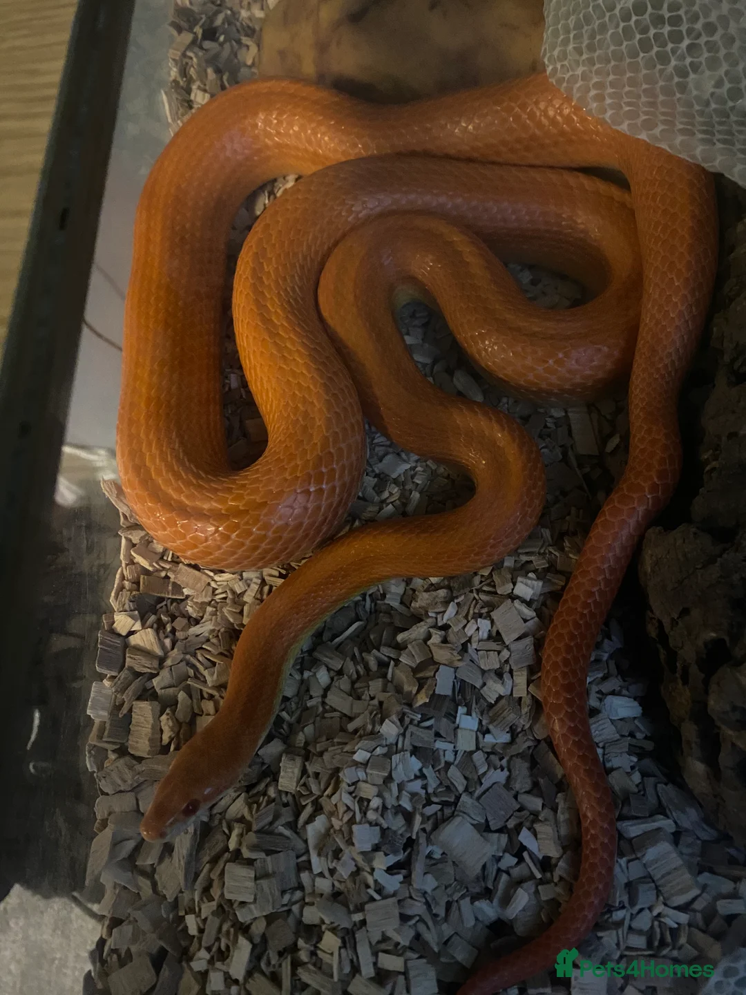 Corn Snake reptiles for sale: Orange corn snake  in Burton-on-Trent - Advert 5