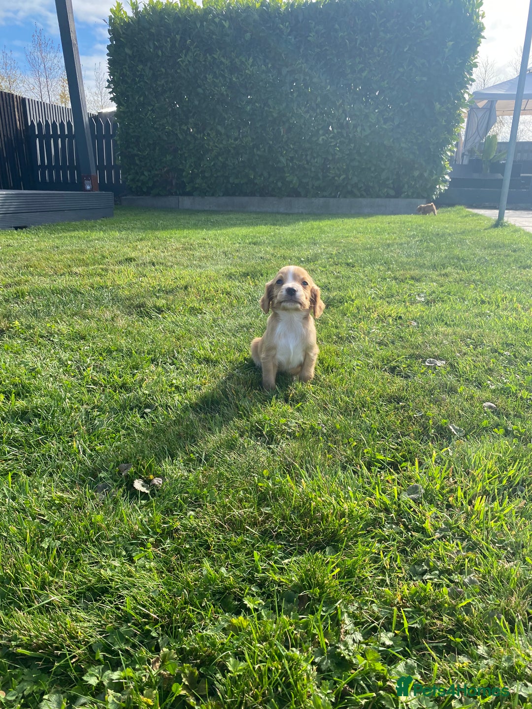 Cocker Spaniel dogs for sale: Cocker spaniel - Image 2