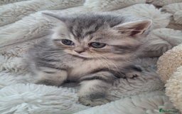 Mixed Breed cats for sale: Beautiful Persian/Exotic kittens ready now! 💫 - Image 6