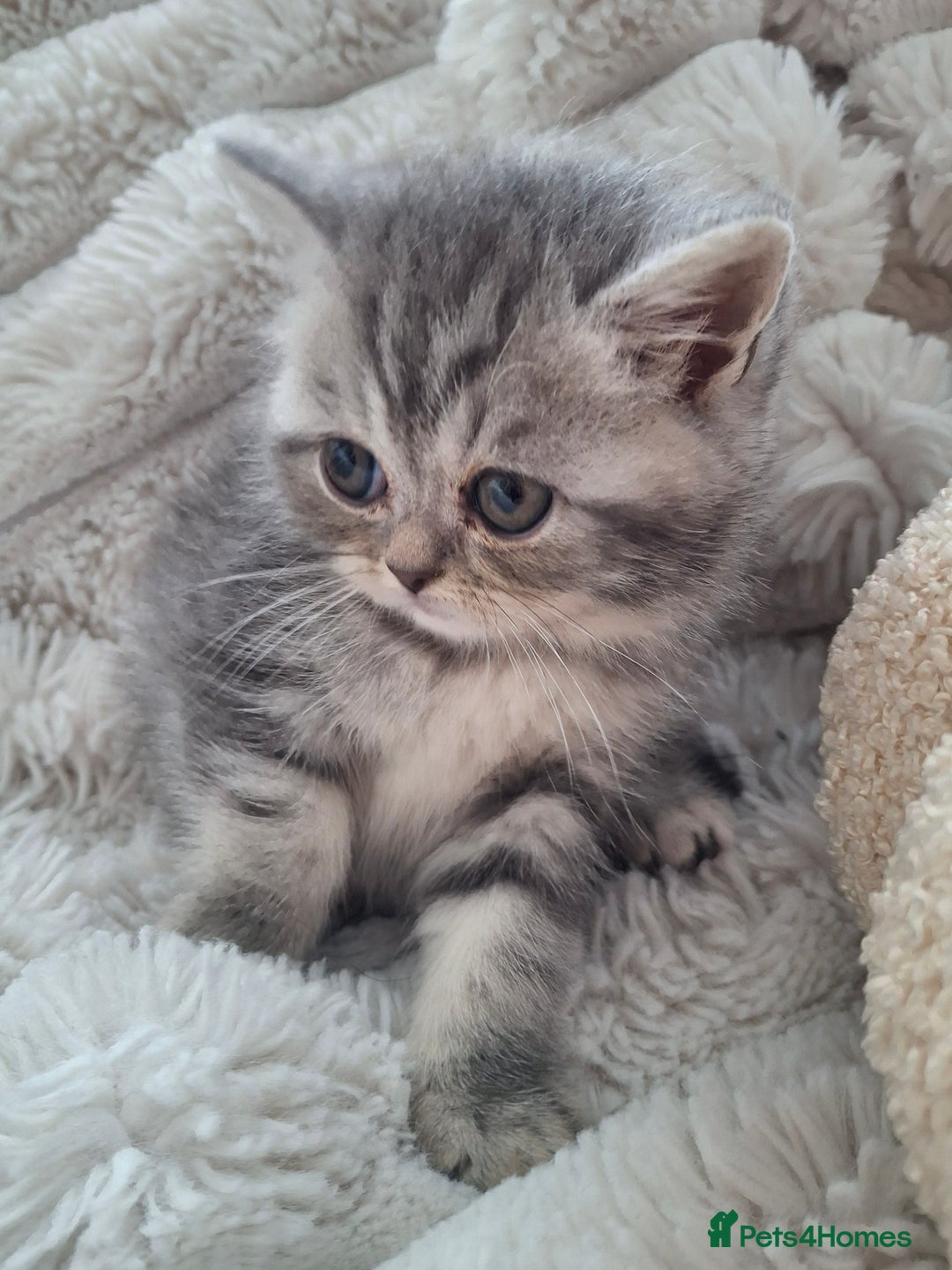 Mixed Breed cats for sale: Beautiful Persian/Exotic kittens ready now! 💫 - Image 6