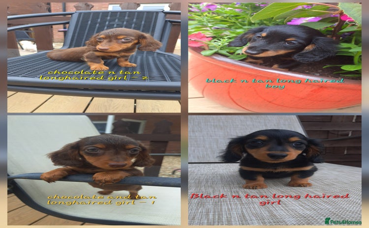 Dachshund dogs - Advert 1