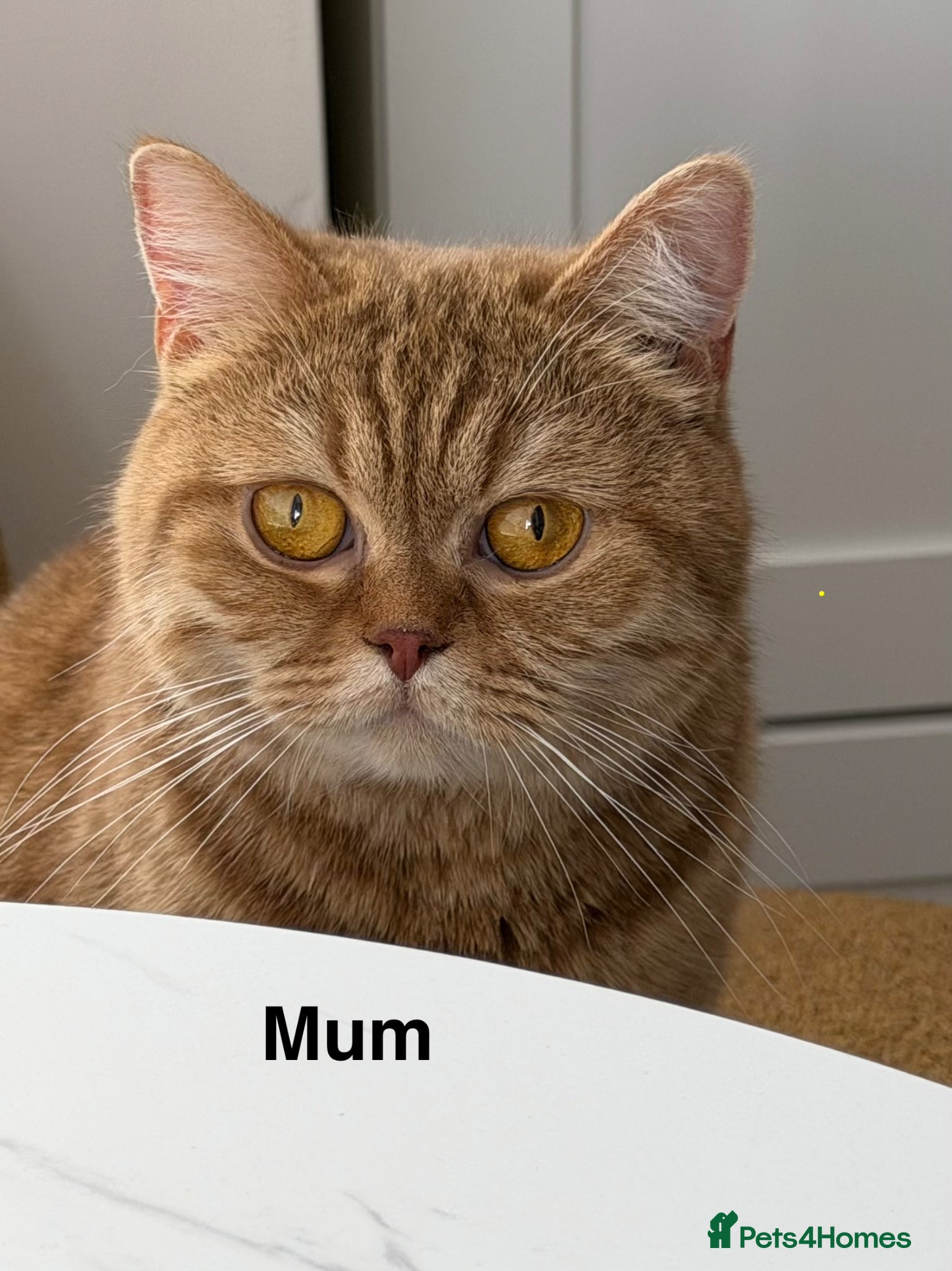 Munchkin cats 🍇🫐Munchkin Kittens - Advert 2