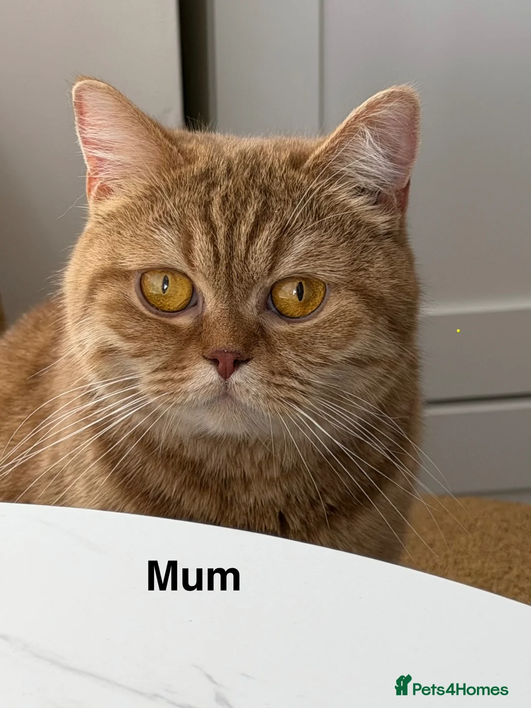 Munchkin cats for sale: 🍇🫐Munchkin Kittens - Advert 2