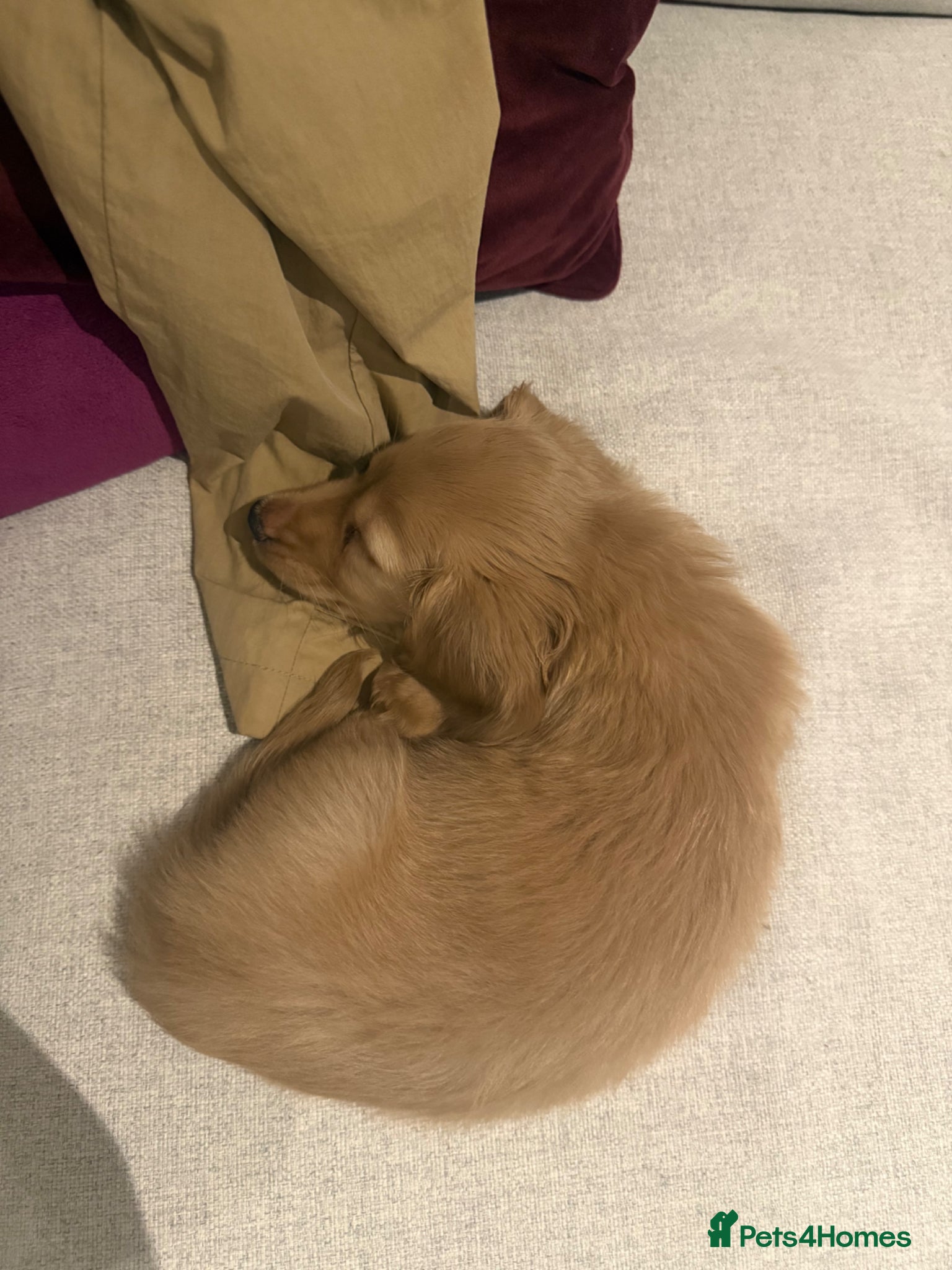 Miniature Dachshund dogs for sale: Cream miniature dachshund  - Advert 3