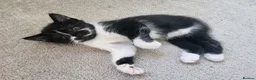 Mixed Breed cats for sale: 2 new born kittens in Enfield - Advert 12