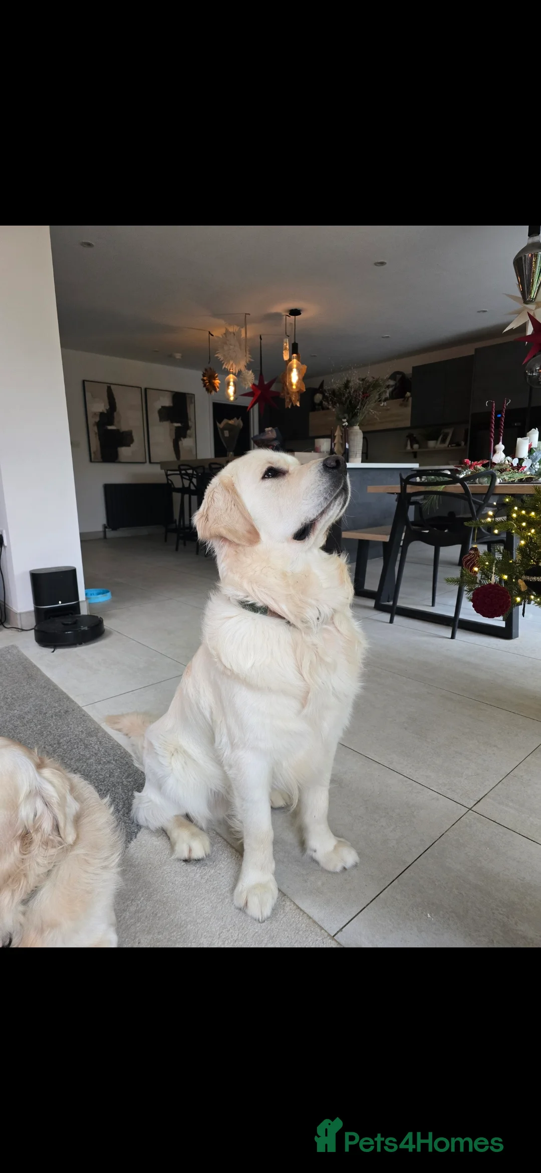 Golden Retriever dogs for stud: Stunning Golden Retriever for Stud - Advert 4