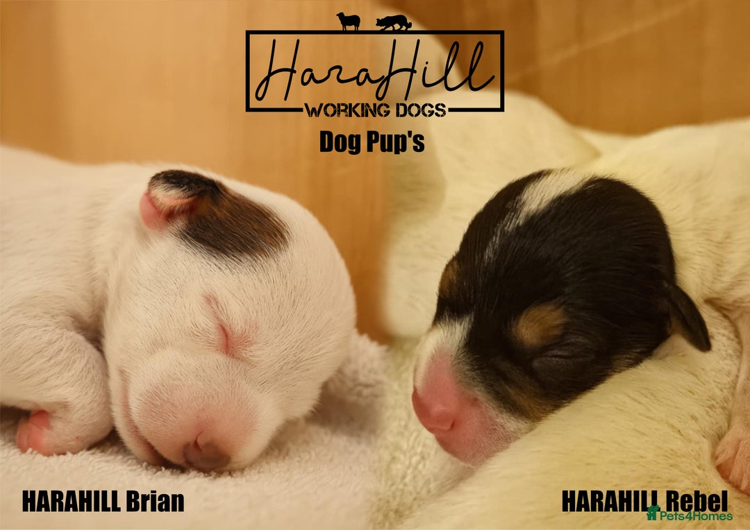 Jack Russell dogs for sale: 🔥 Proper Traditional JRT 🔥 From Champion Lines - Image 2