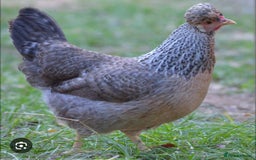 Chickens poultry for sale: Chickens- Wyandotte, Orpington, Legbar, Blue egger - Advert 7