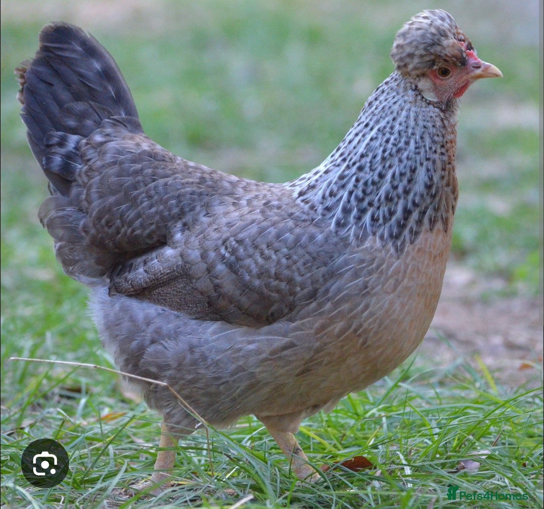 Chickens poultry for sale: Chickens- Wyandotte, Orpington, Legbar, Blue egger - Advert 7