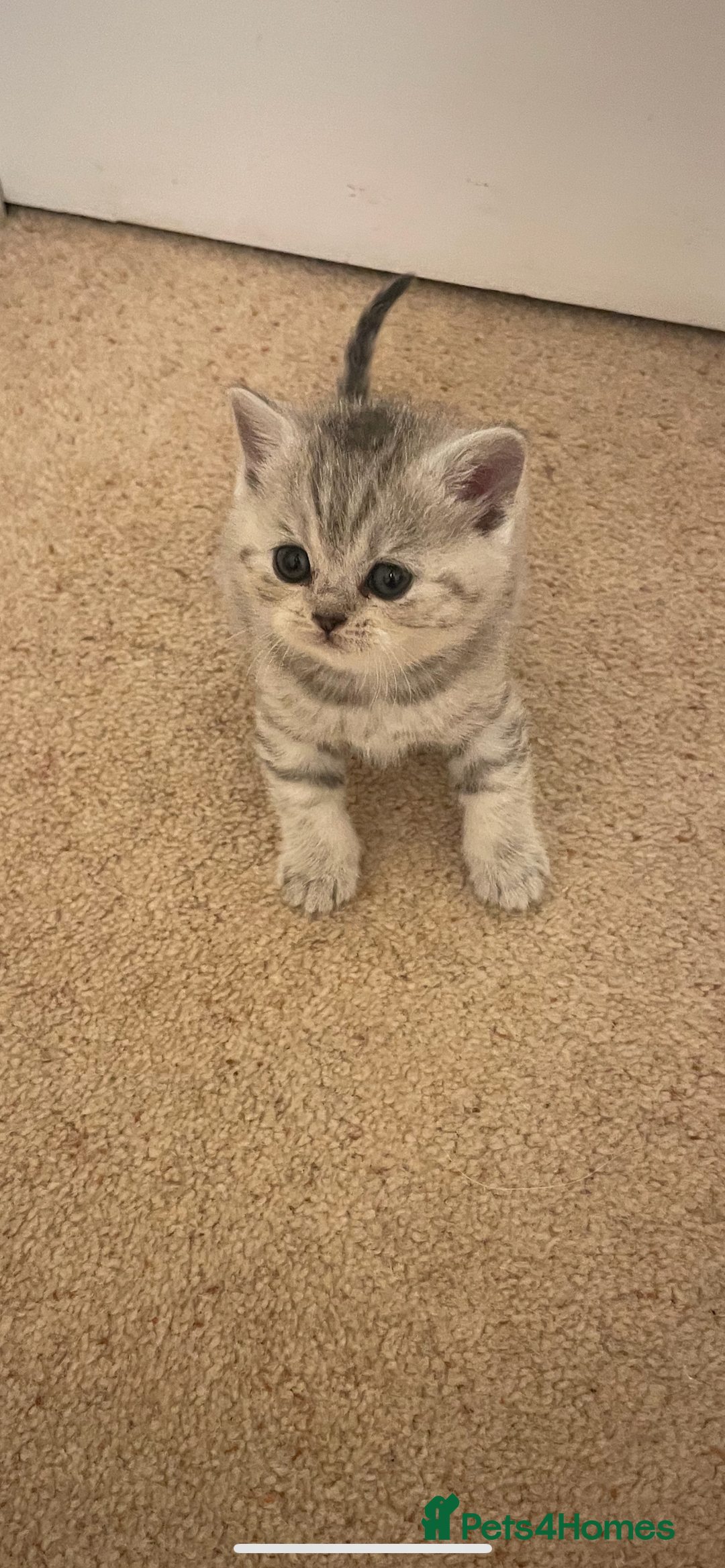 British Shorthair cats for sale: GCCF reg silver British Shorthaired kittens  - Image 3